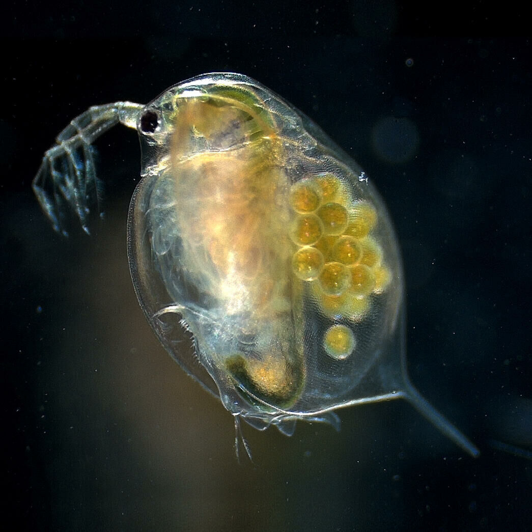 Imagem do Daphnia